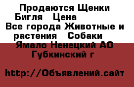 Продаются Щенки Бигля › Цена ­ 35 000 - Все города Животные и растения » Собаки   . Ямало-Ненецкий АО,Губкинский г.